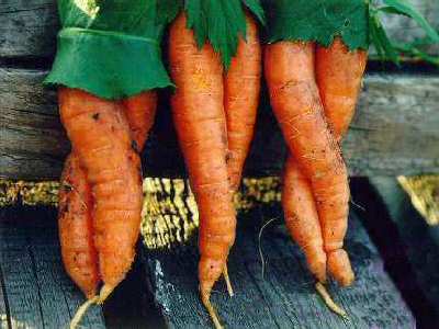 Carrot Day